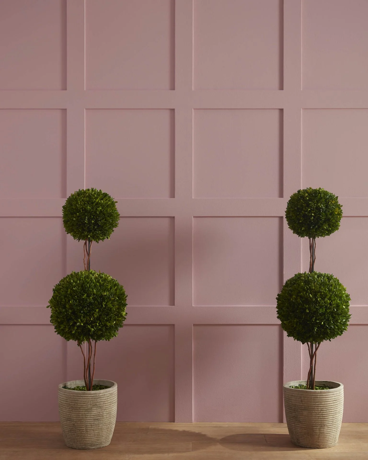 Barberry 1244