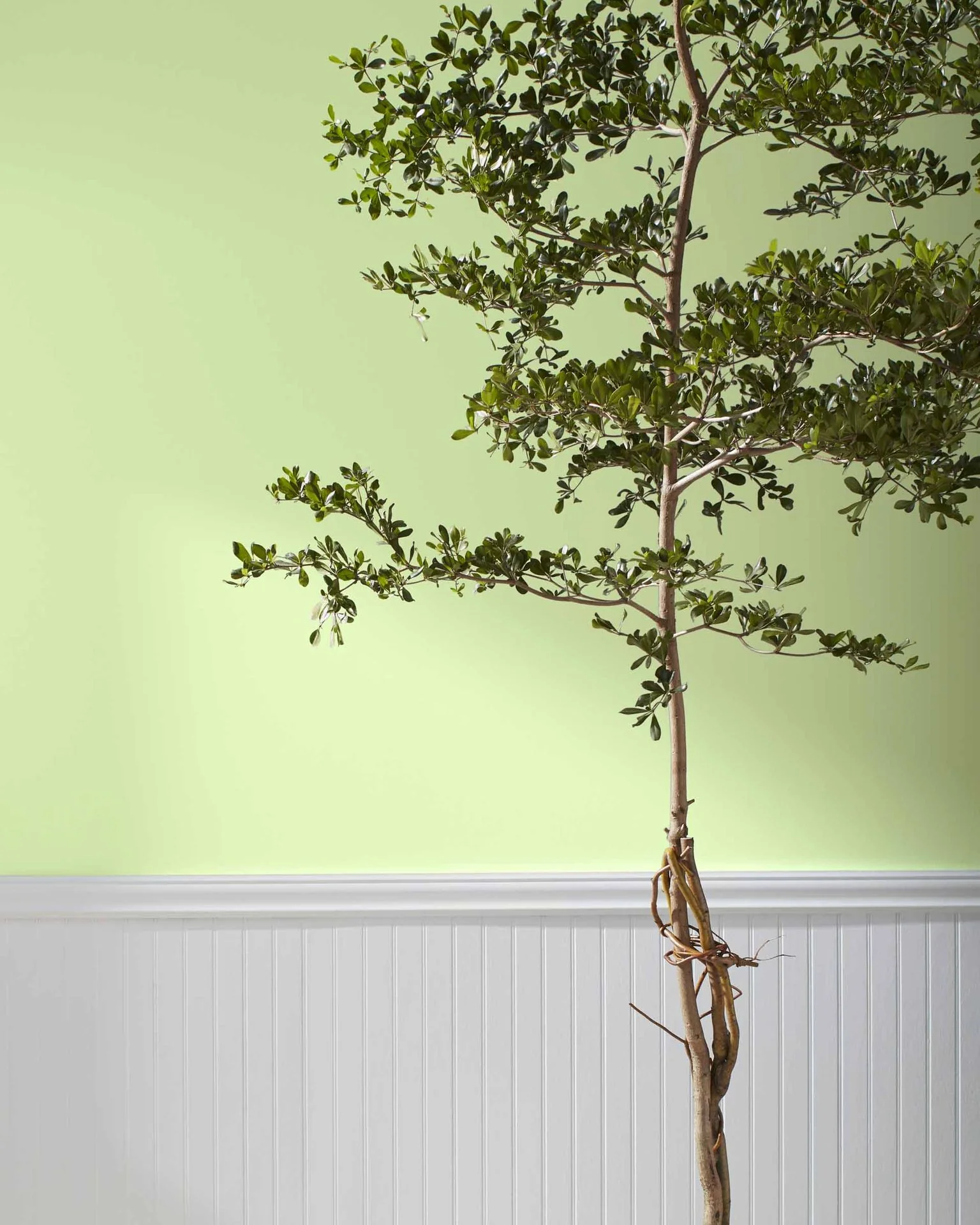 Potpourri Green 2029-50